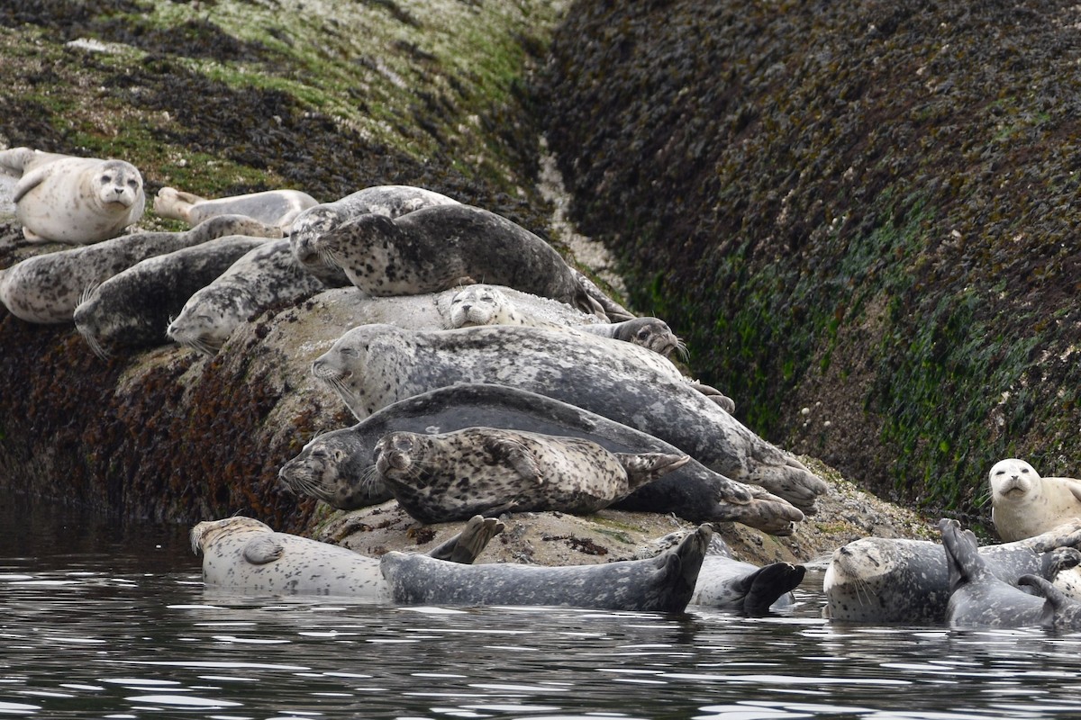 Pacific Harbor Seal - ML638389127