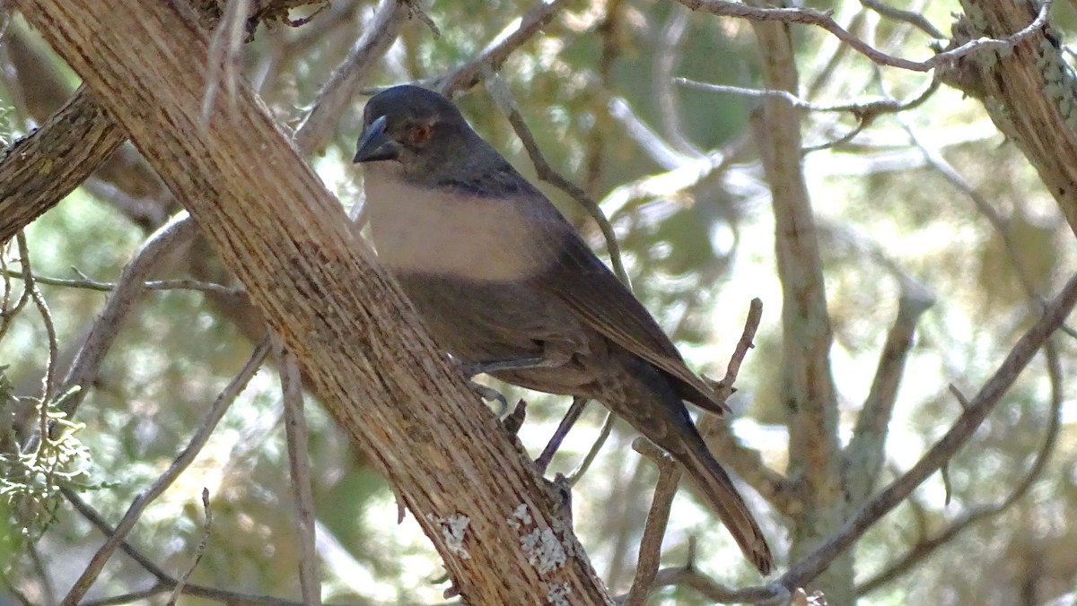 Bronzed Cowbird - ML638389136