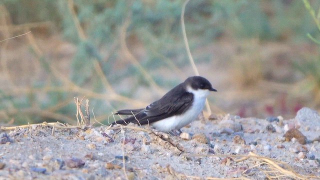 Tree Swallow - ML638389157