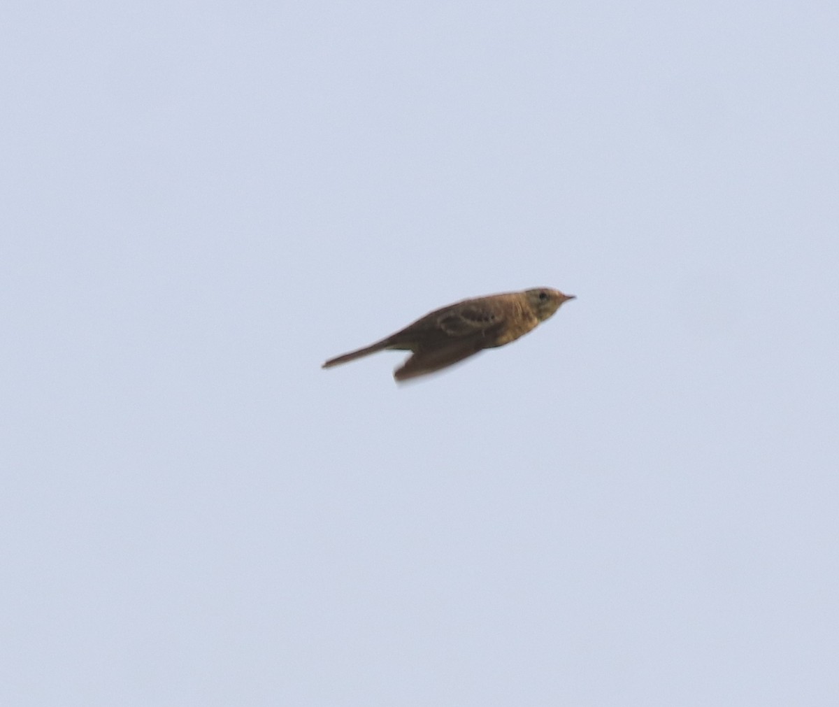 Blyth's Pipit - ML638389183