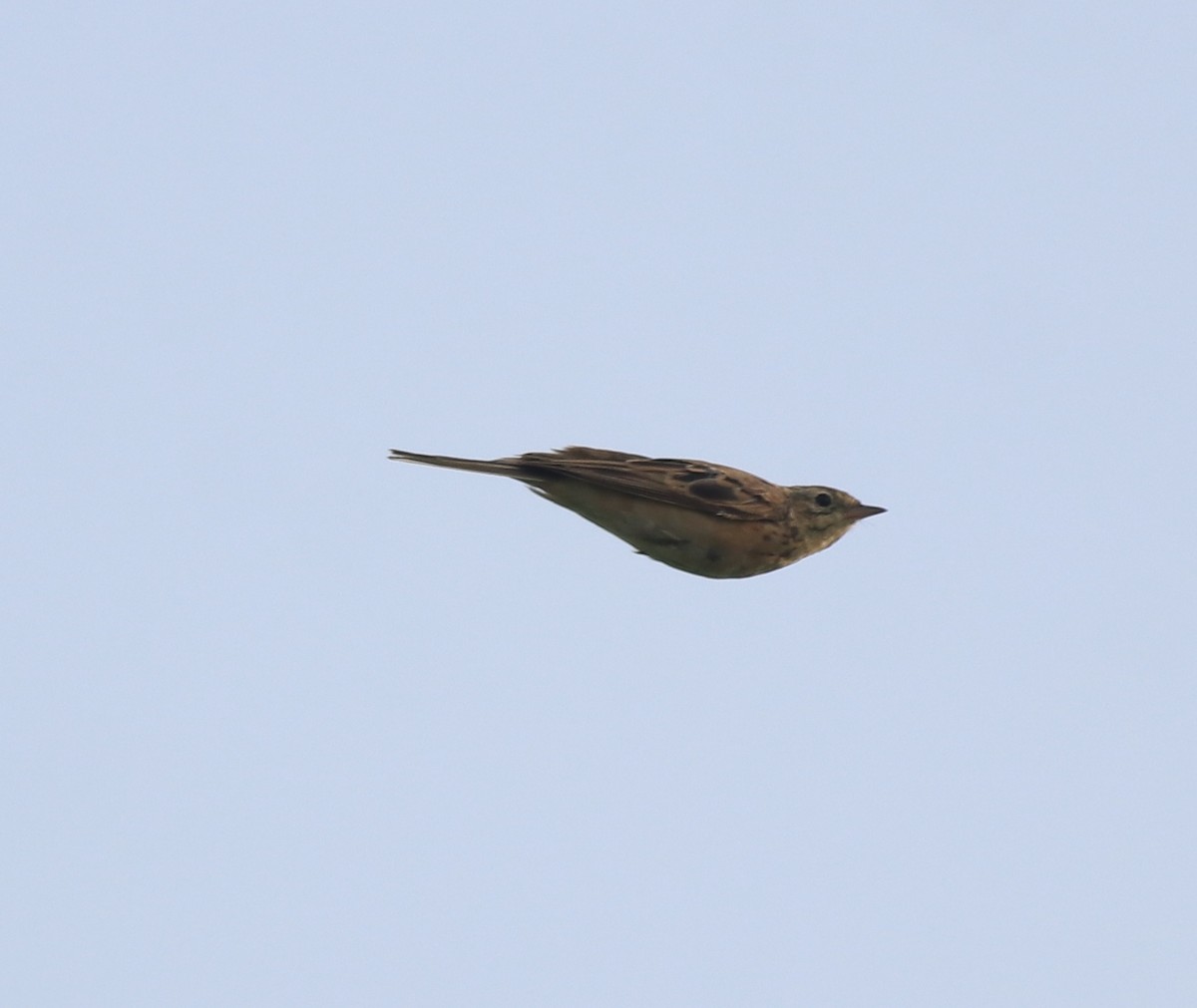 Blyth's Pipit - ML638389184