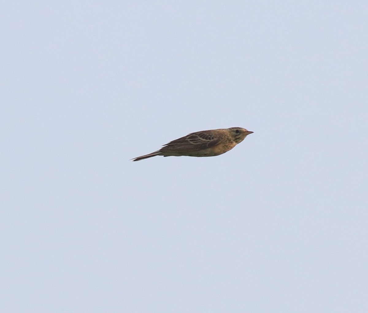 Blyth's Pipit - ML638389185