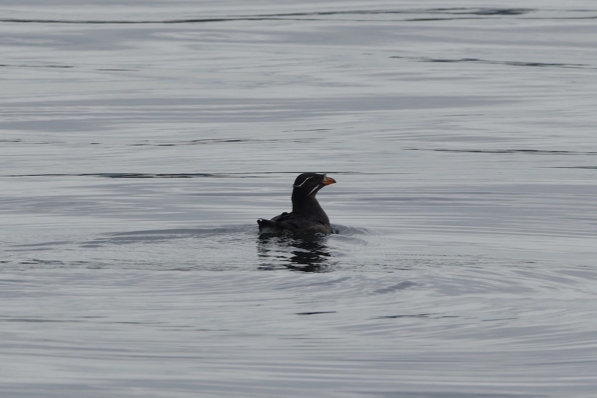 Rhinoceros Auklet - ML638389198