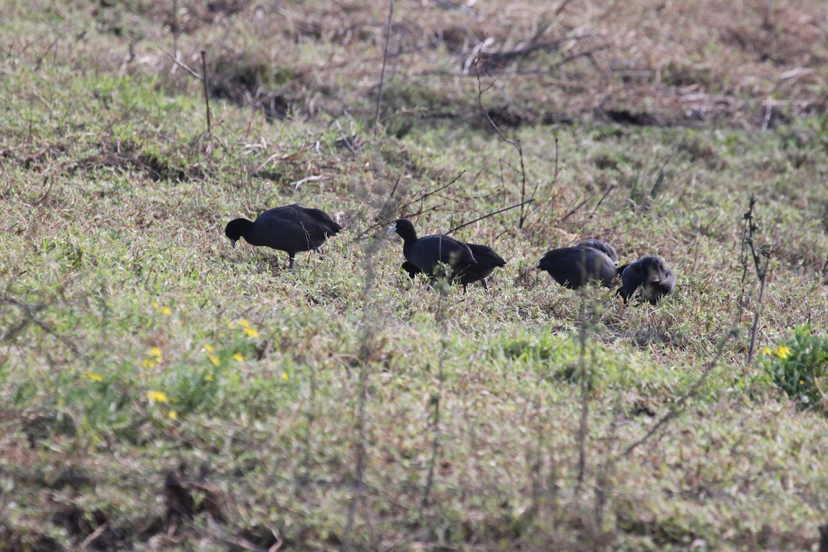 Eurasian Coot - ML638389205