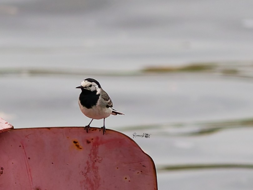 White Wagtail - ML638389242