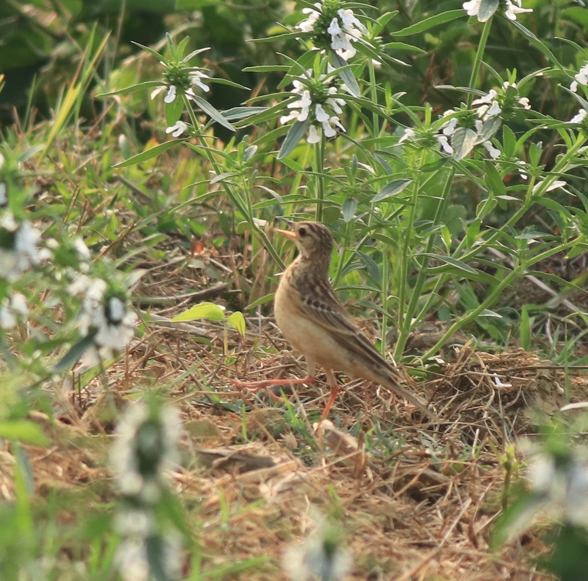 Blyth's Pipit - ML638389259