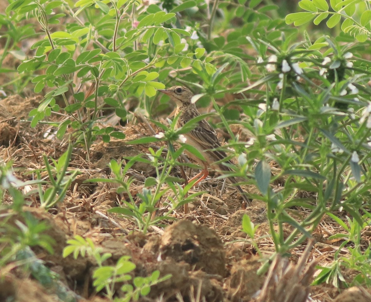 Blyth's Pipit - ML638389260
