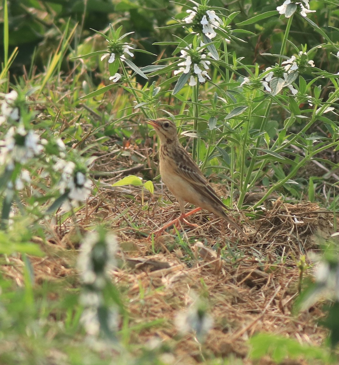 Blyth's Pipit - ML638389263
