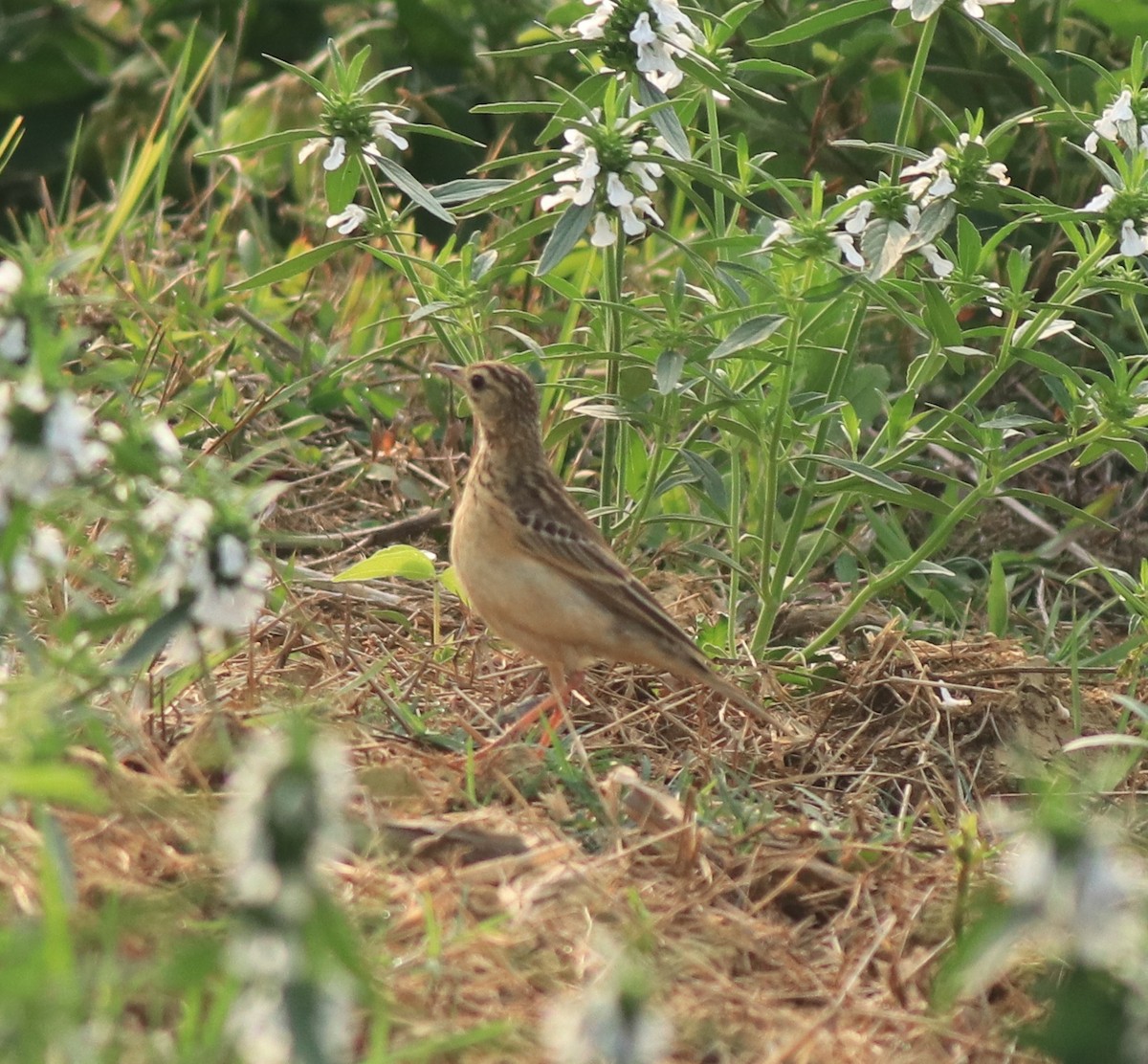 Blyth's Pipit - ML638389264