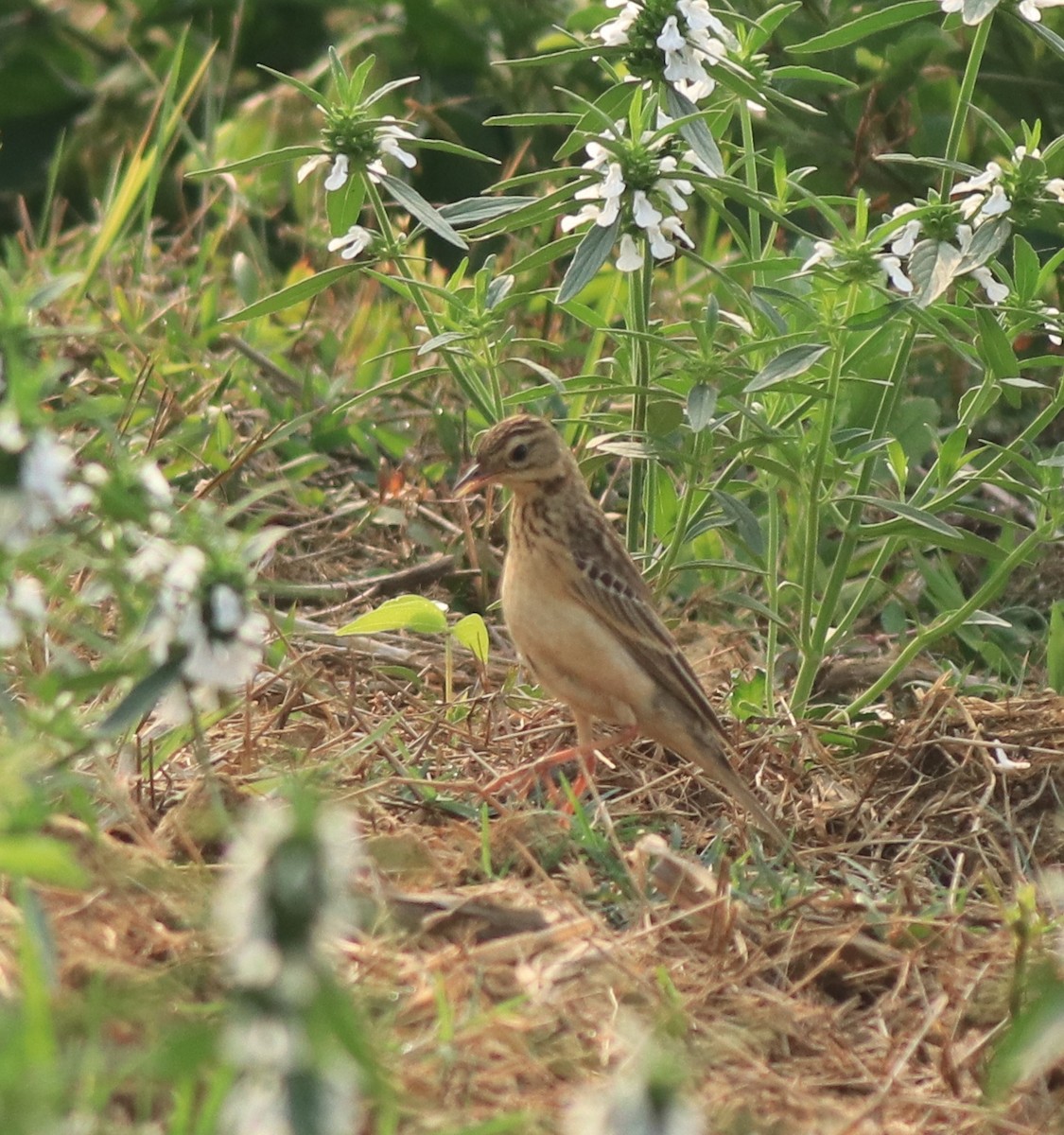 Blyth's Pipit - ML638389265