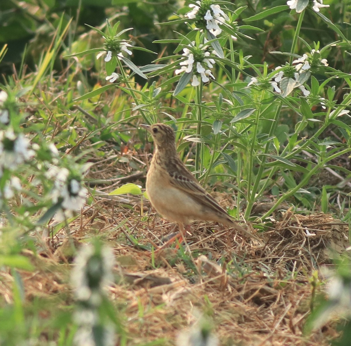 Blyth's Pipit - ML638389266
