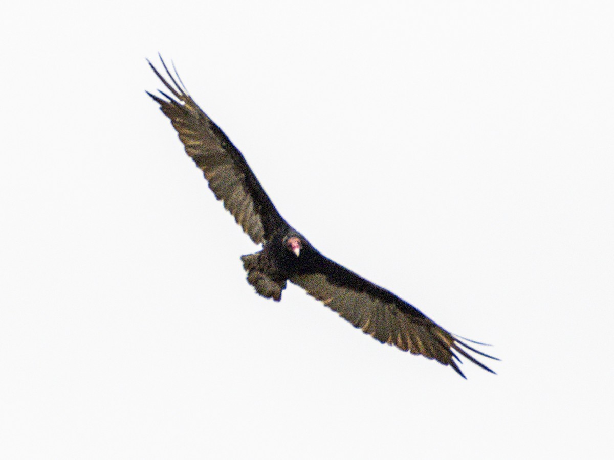 Turkey Vulture - ML638389275
