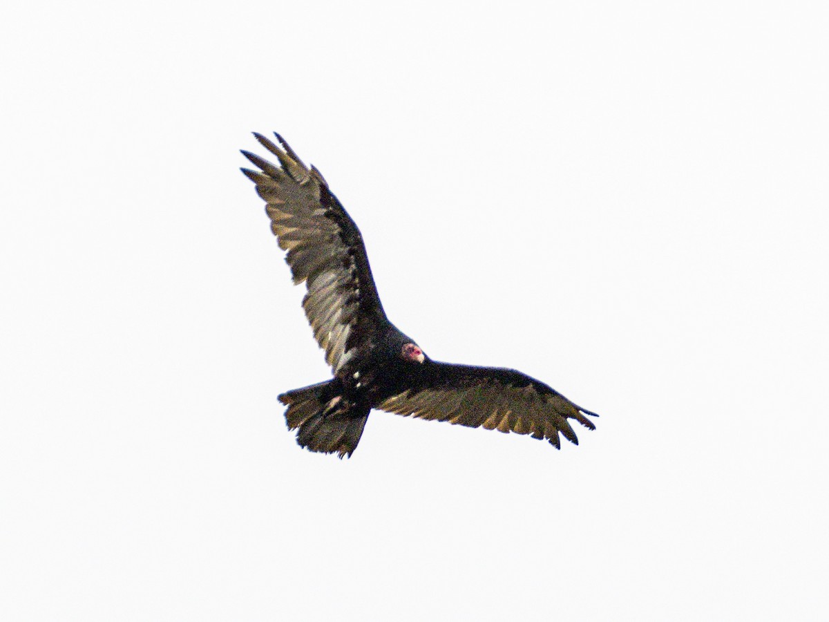 Turkey Vulture - ML638389278