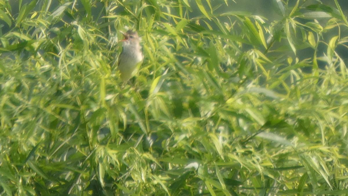 Oriental Reed Warbler - ML638389300