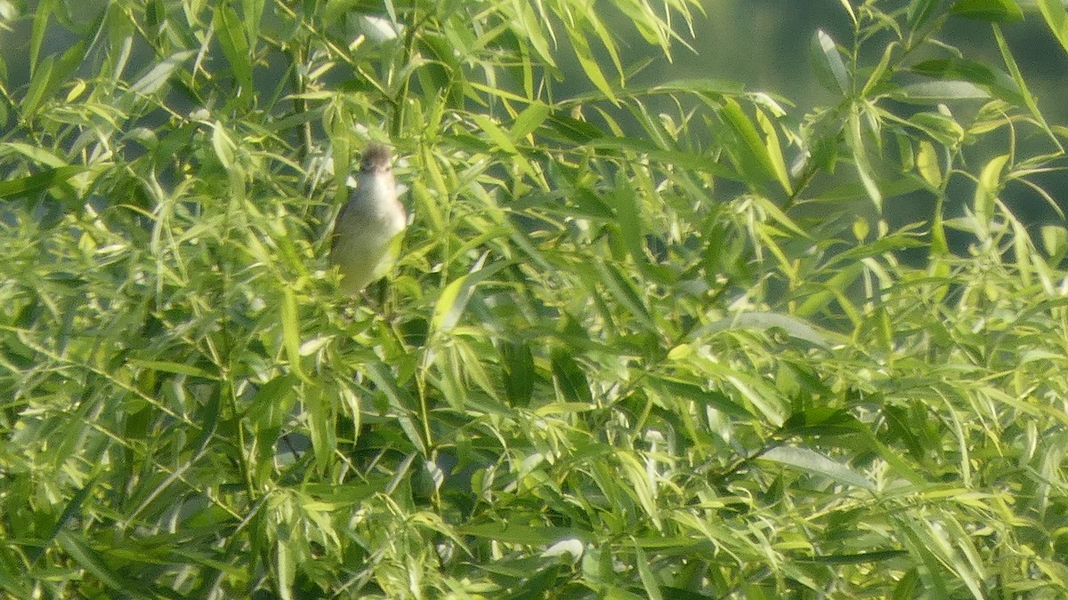 Oriental Reed Warbler - ML638389301