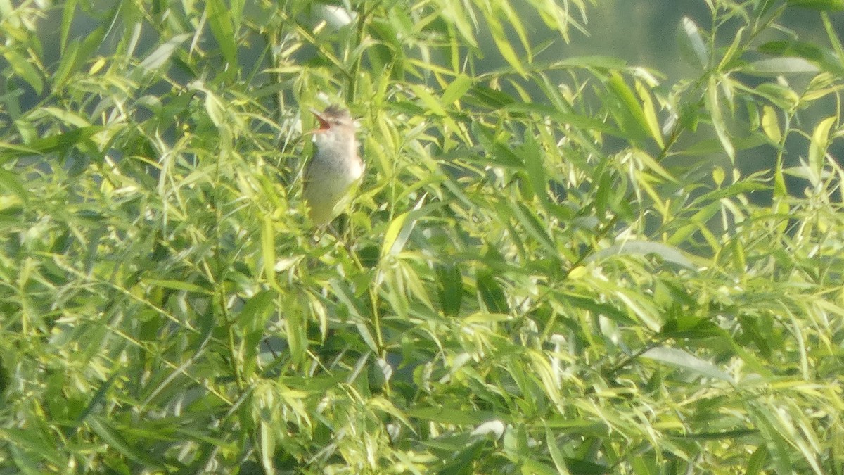 Oriental Reed Warbler - ML638389303