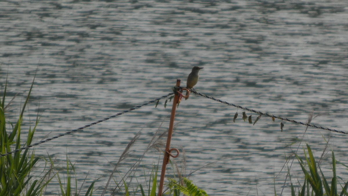 Oriental Reed Warbler - ML638389304