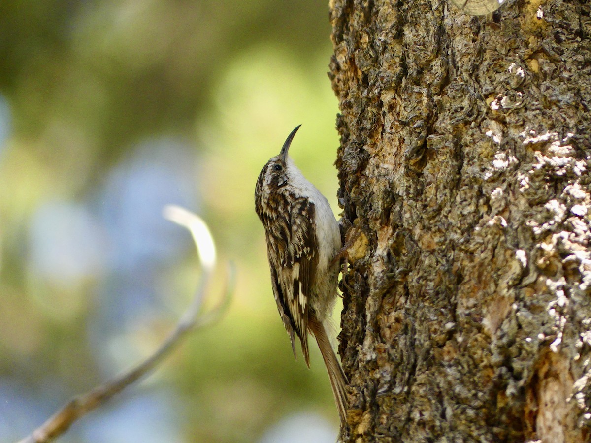 Brown Creeper - ML638389310