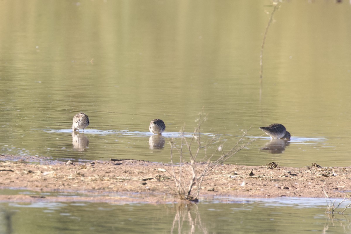 Long-billed Dowitcher - ML638389311