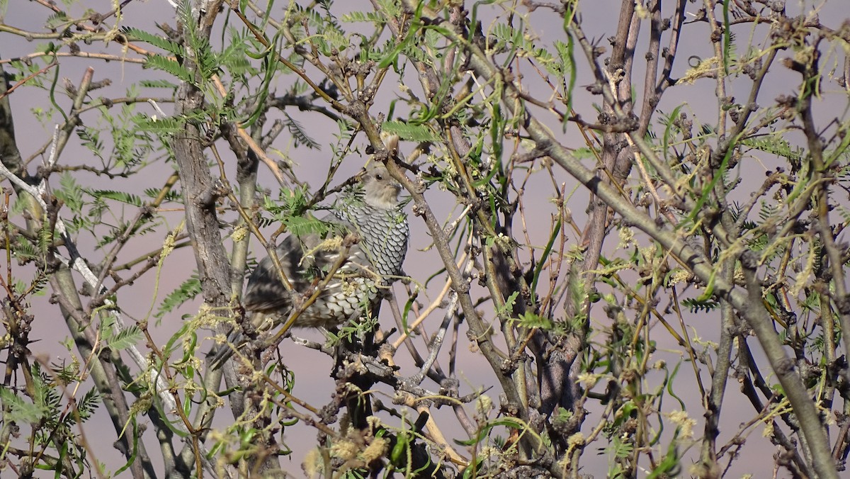 Scaled Quail - ML638389317
