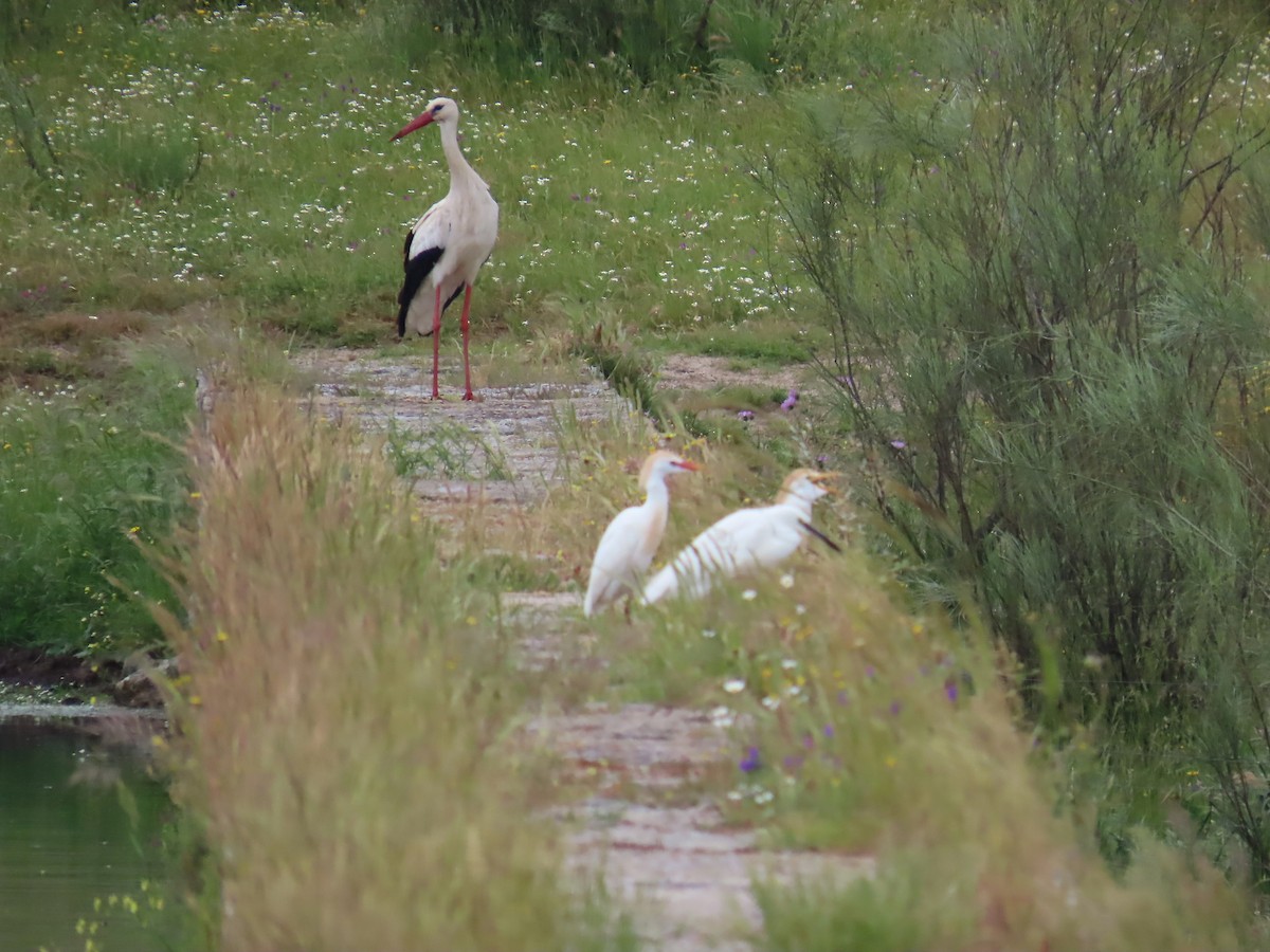 White Stork - ML638389323