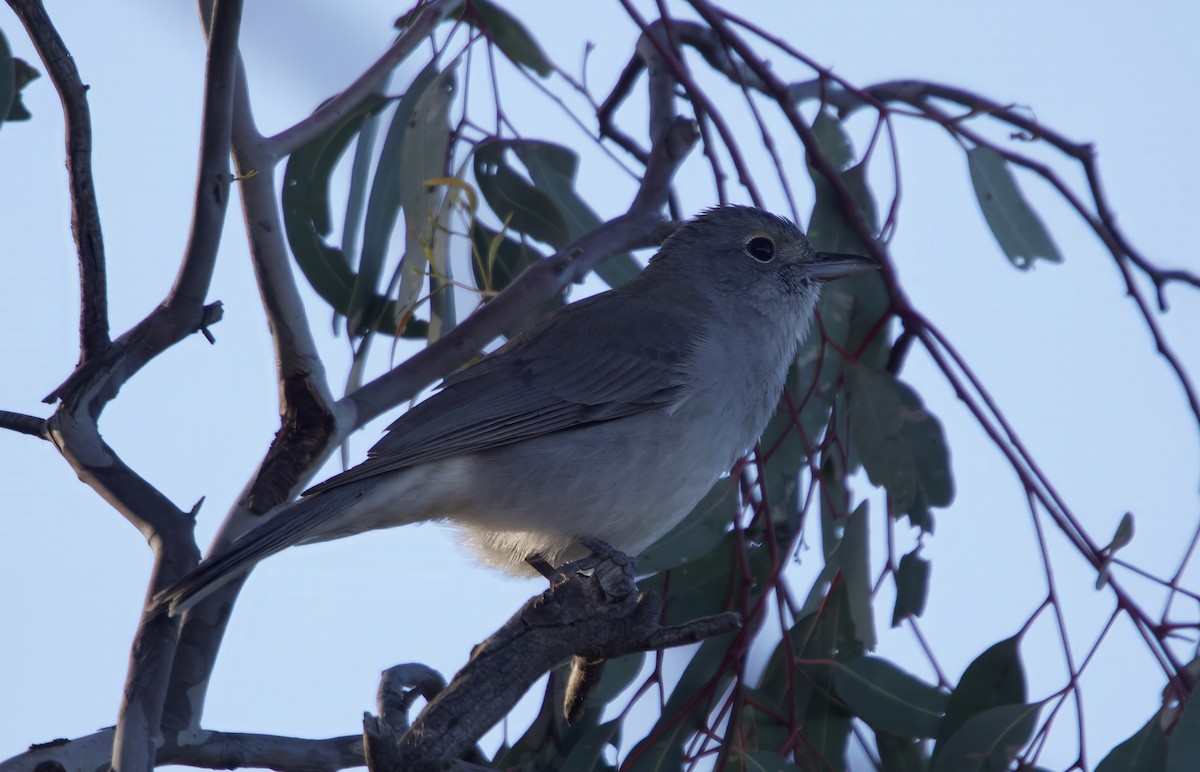 Gray Shrikethrush - ML638389324