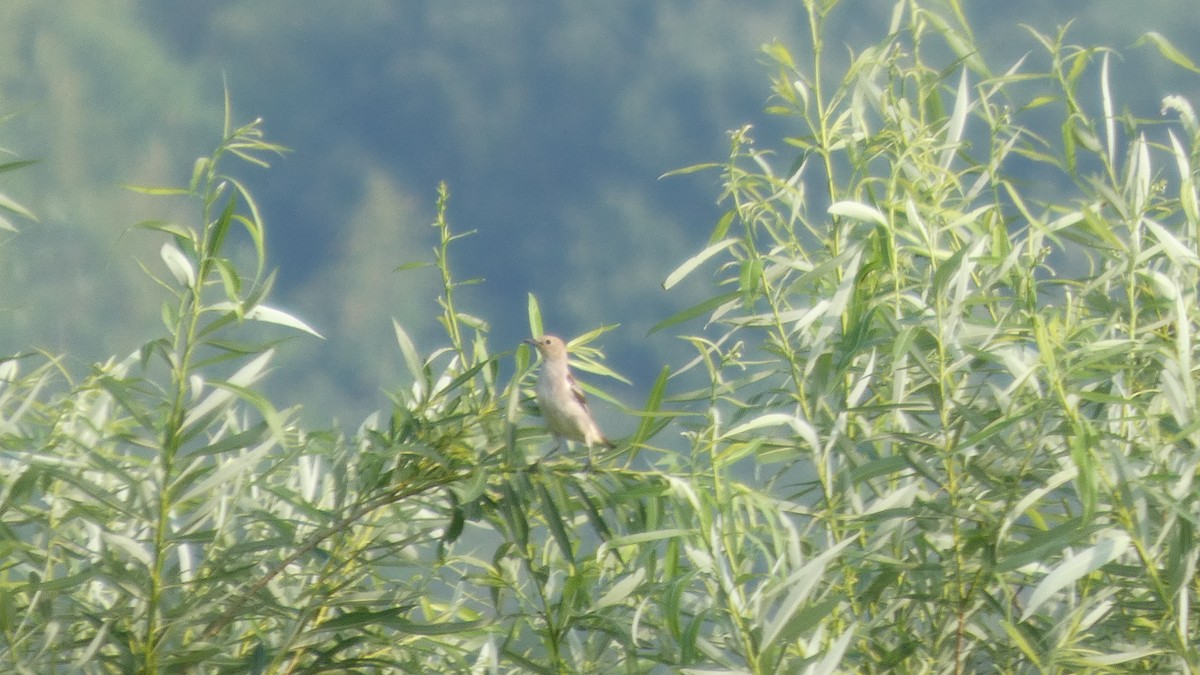 Chestnut-cheeked Starling - ML638389333