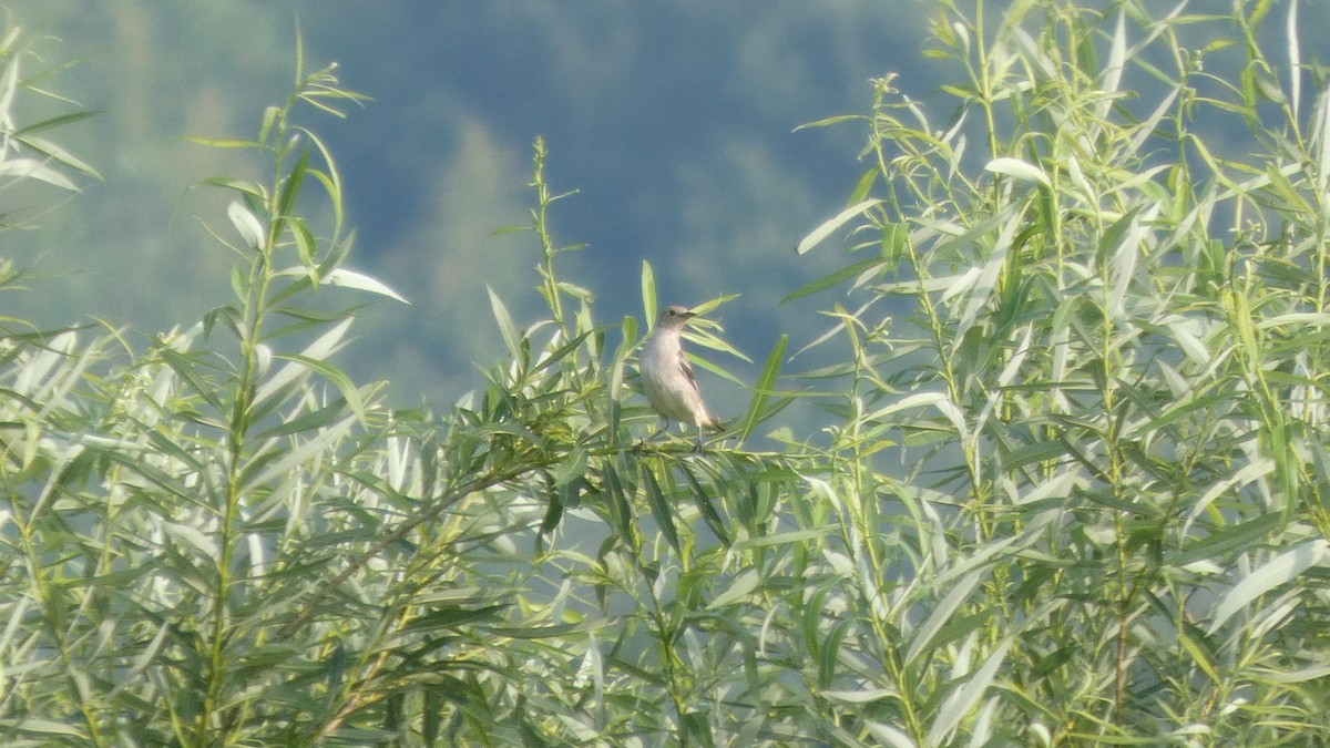 Chestnut-cheeked Starling - ML638389334