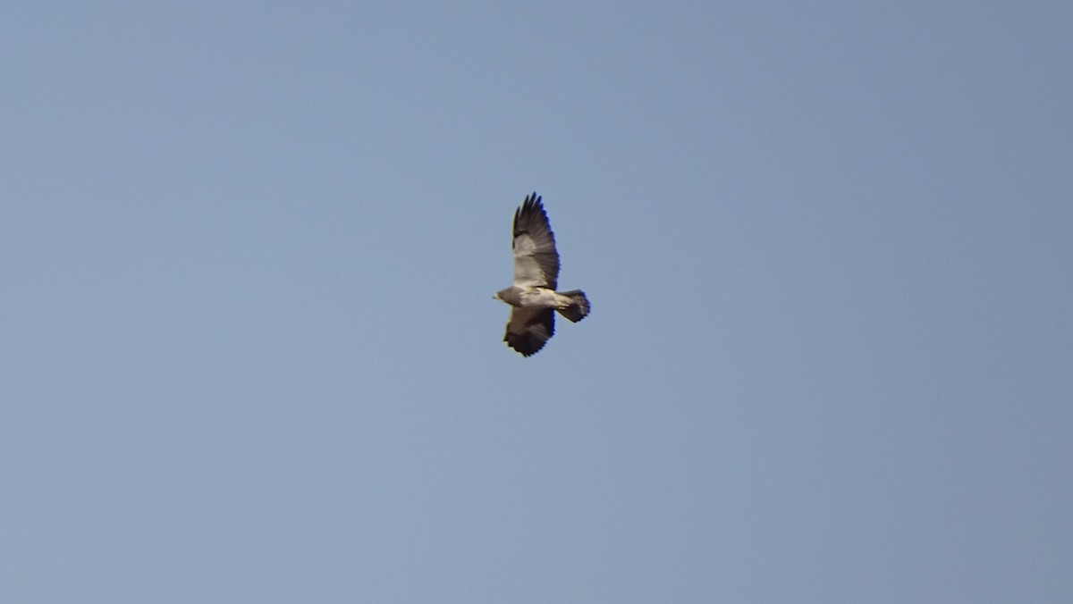 Swainson's Hawk - ML638389337