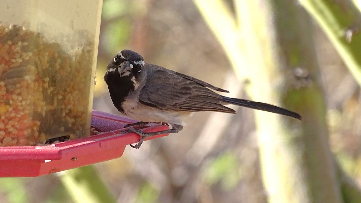 Black-throated Sparrow - ML638389340