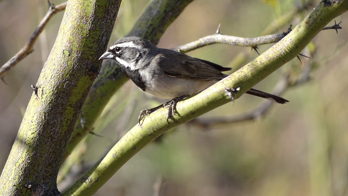 Black-throated Sparrow - ML638389342