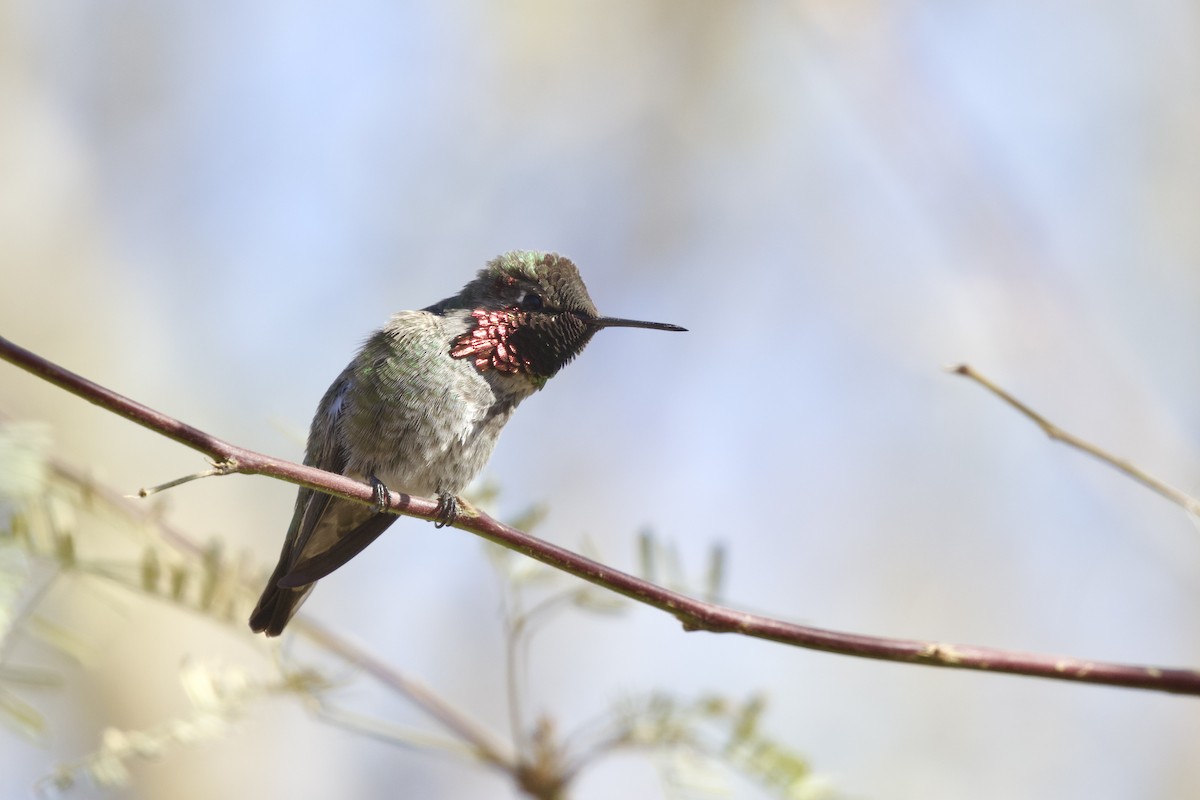Anna's Hummingbird - ML638389344