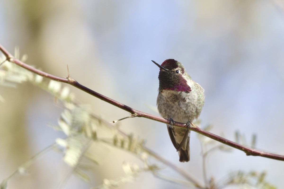 Anna's Hummingbird - ML638389345