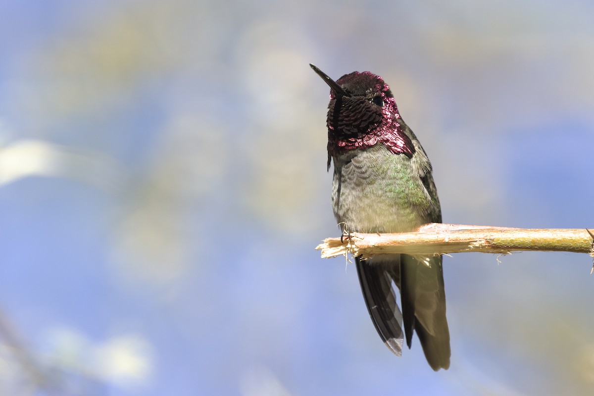 Anna's Hummingbird - ML638389347
