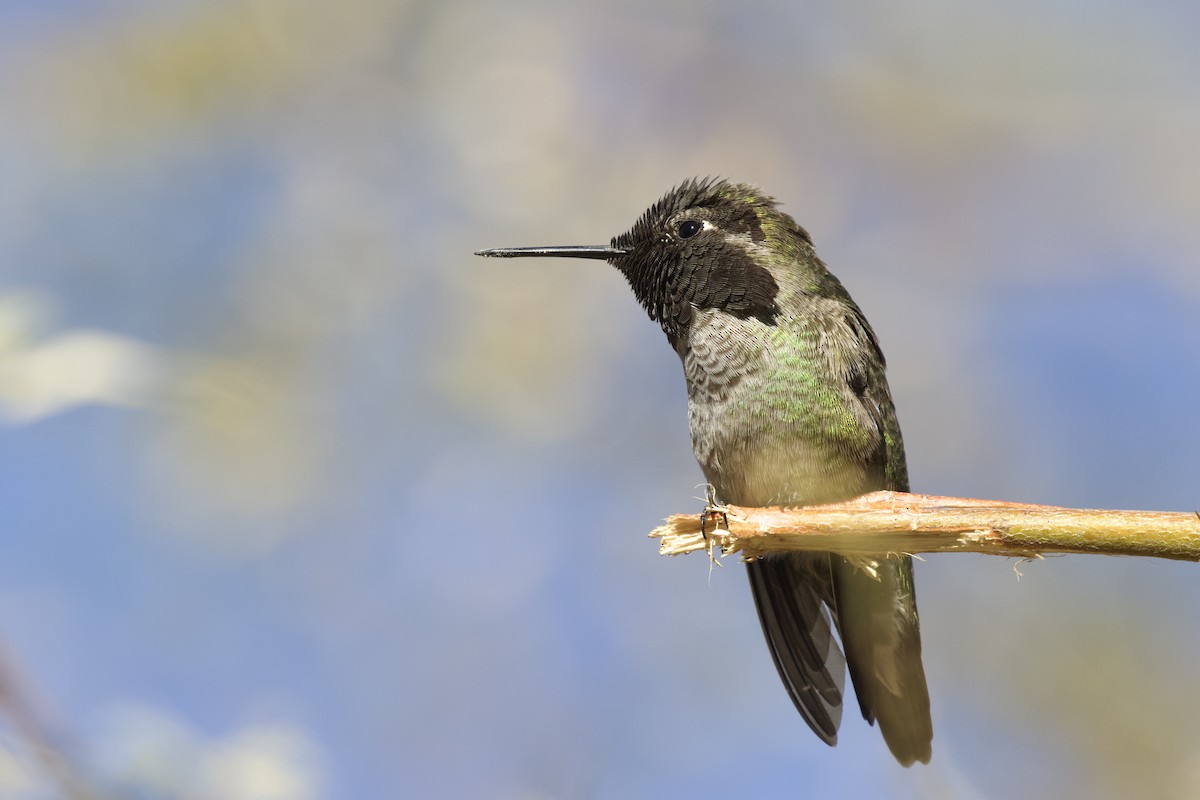 Anna's Hummingbird - ML638389348