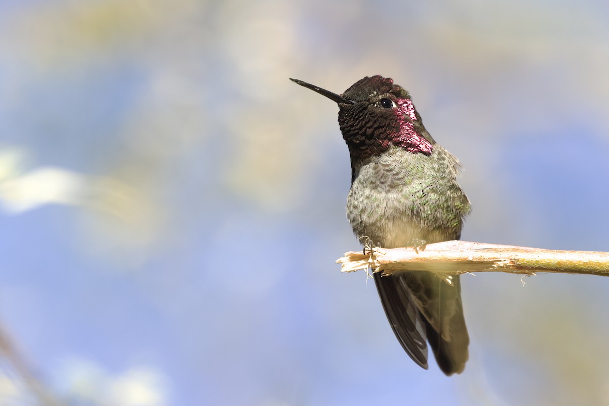 Anna's Hummingbird - ML638389349