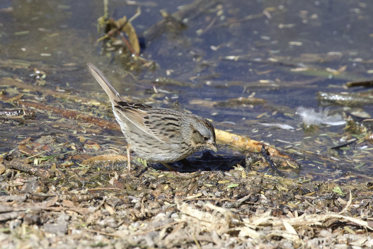 Lincoln's Sparrow - ML638389395