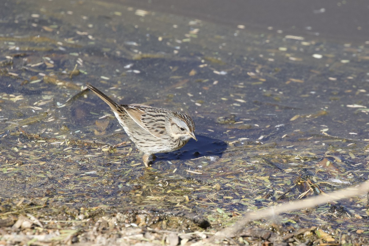Lincoln's Sparrow - ML638389396