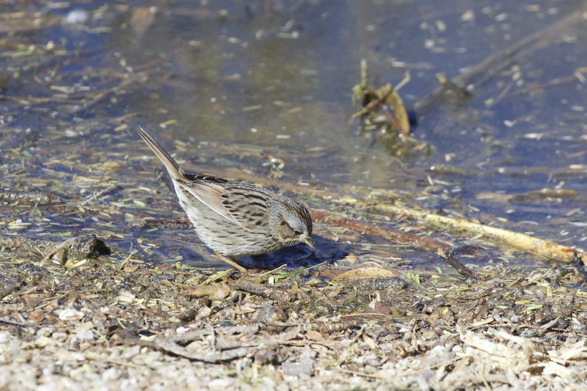 Lincoln's Sparrow - ML638389397