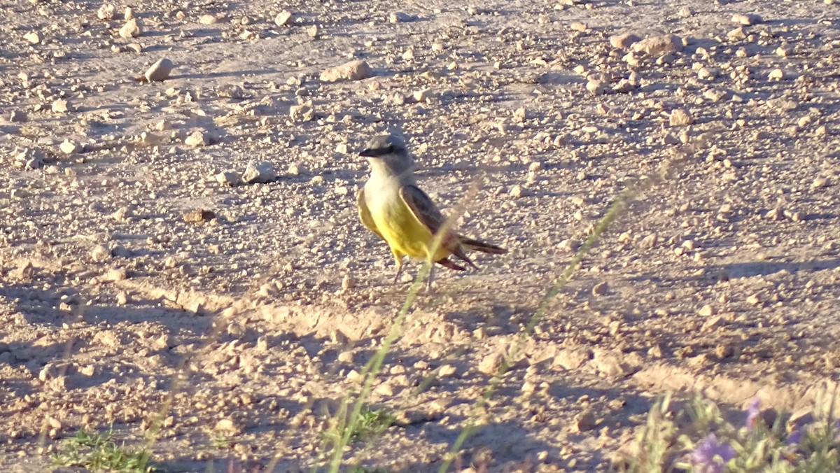 Western Kingbird - ML638389402