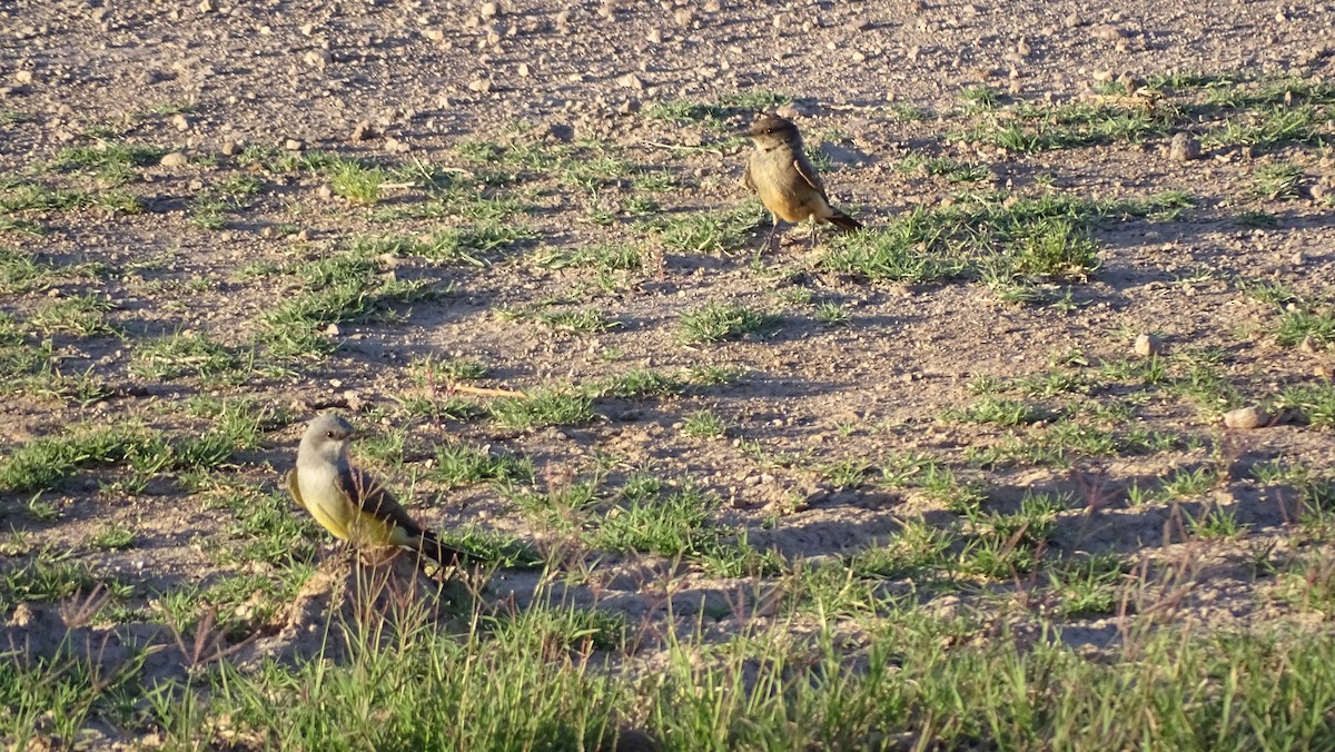 Western Kingbird - ML638389403