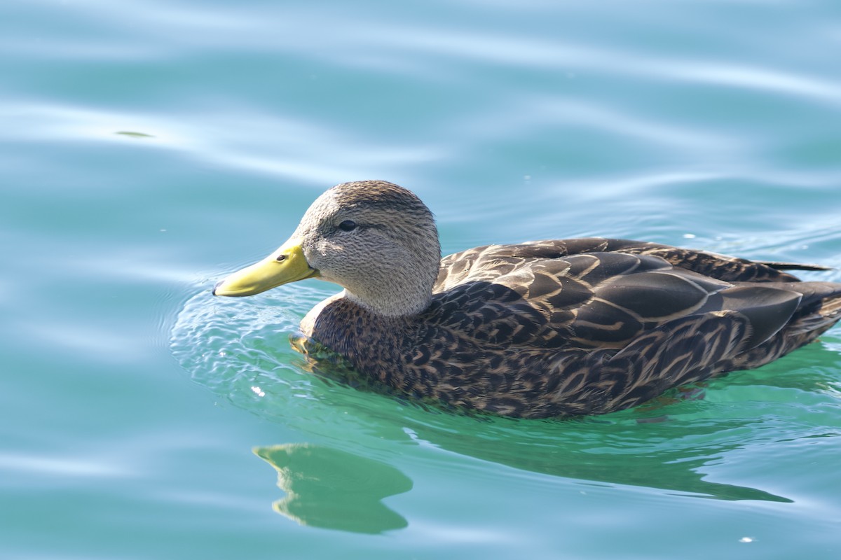 Mexican Duck - ML638389404