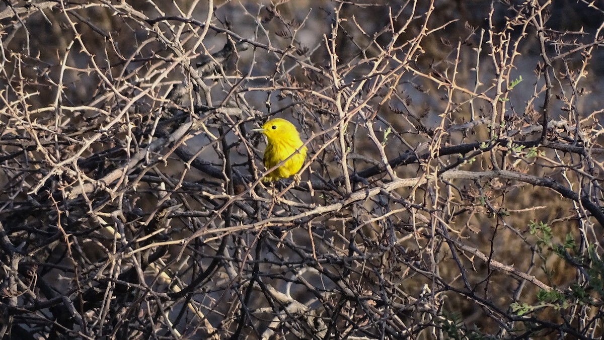 Yellow Warbler - ML638389418
