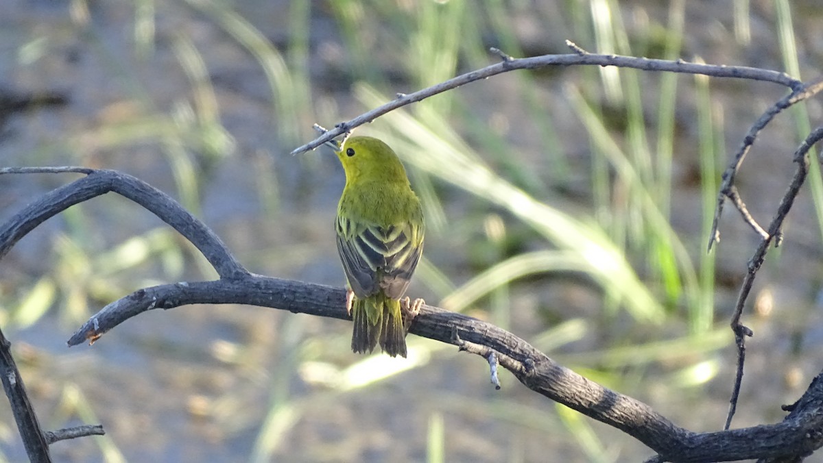 Yellow Warbler - ML638389419