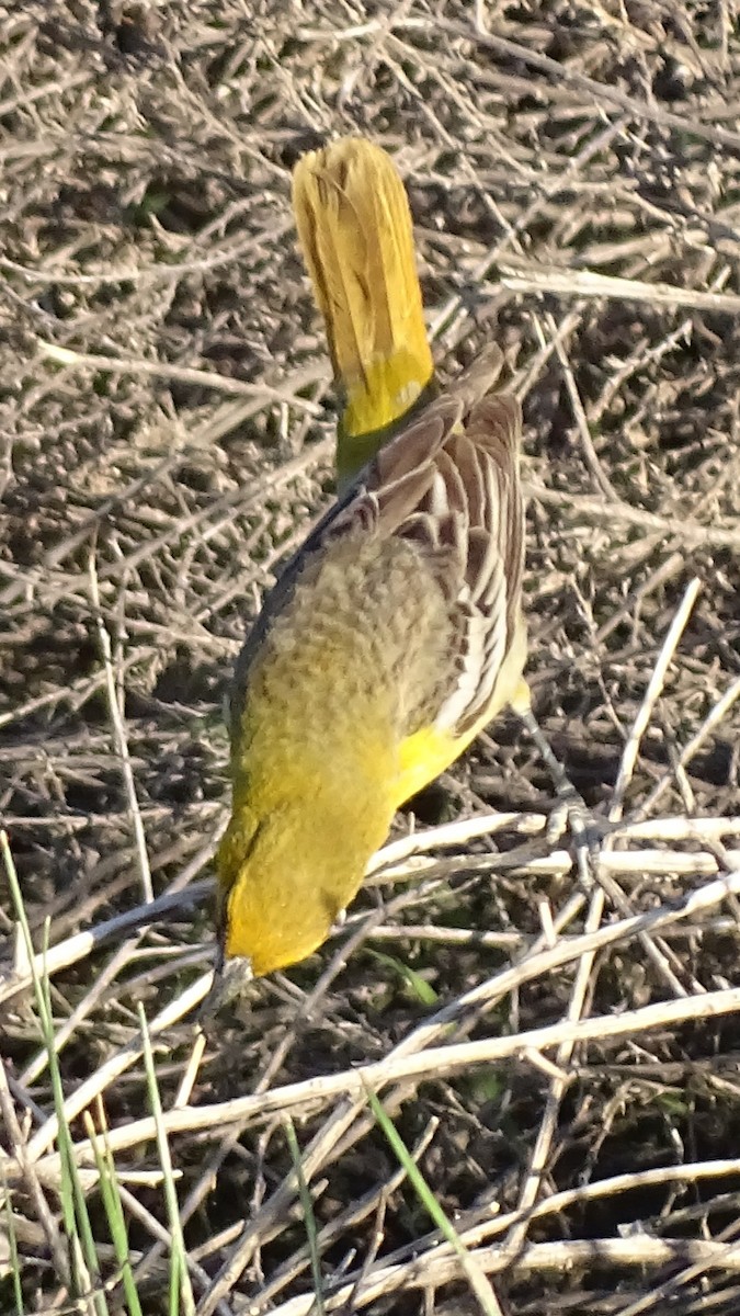 Bullock's Oriole - ML638389423