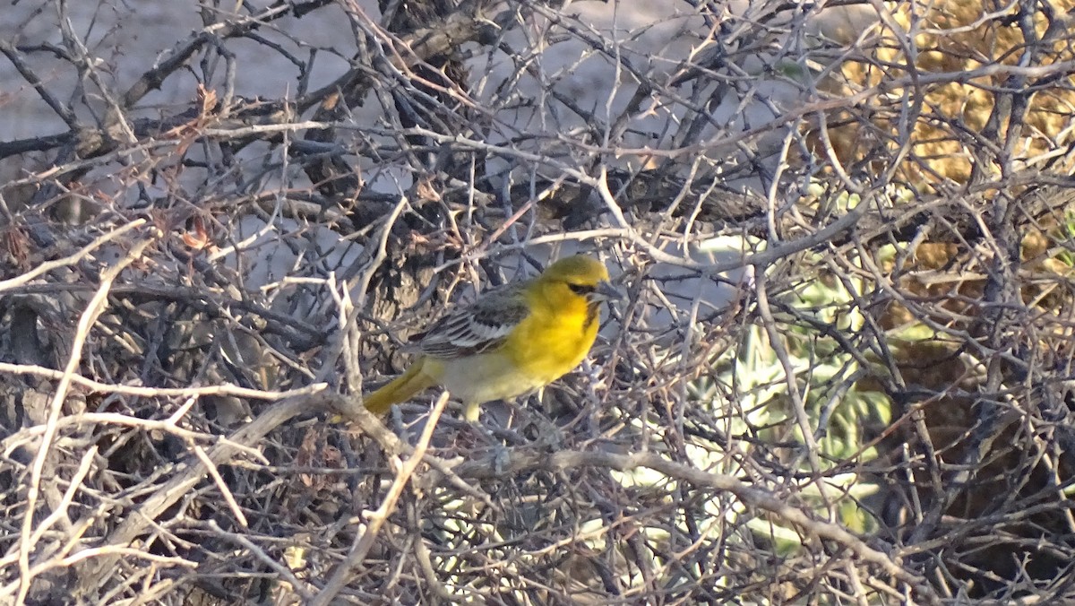 Bullock's Oriole - ML638389424