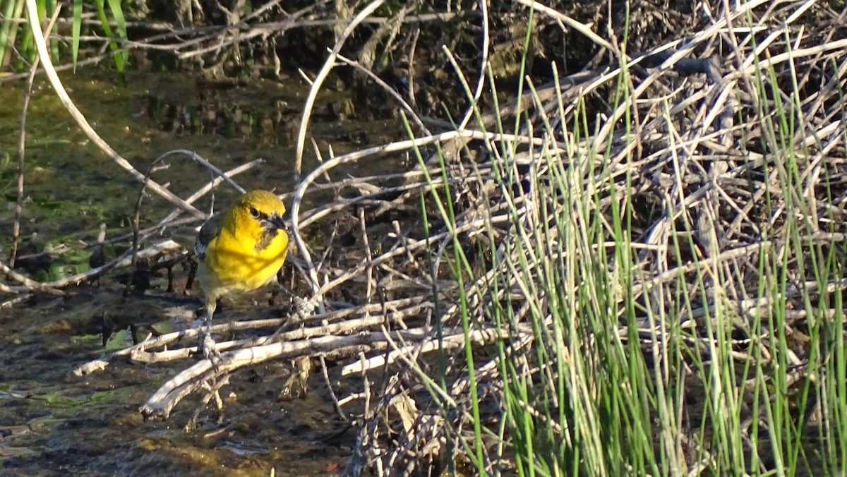 Bullock's Oriole - ML638389426