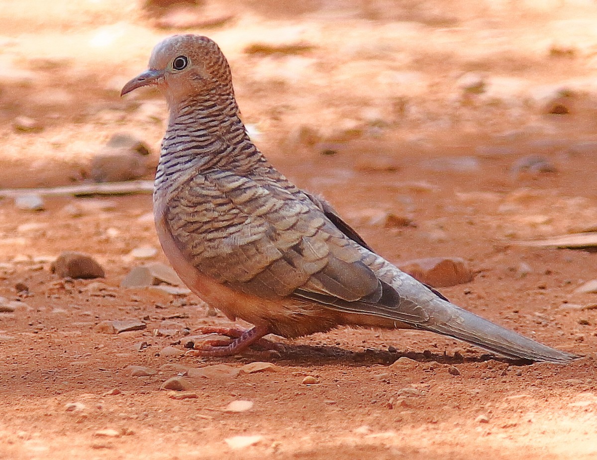 Peaceful Dove - ML638389433