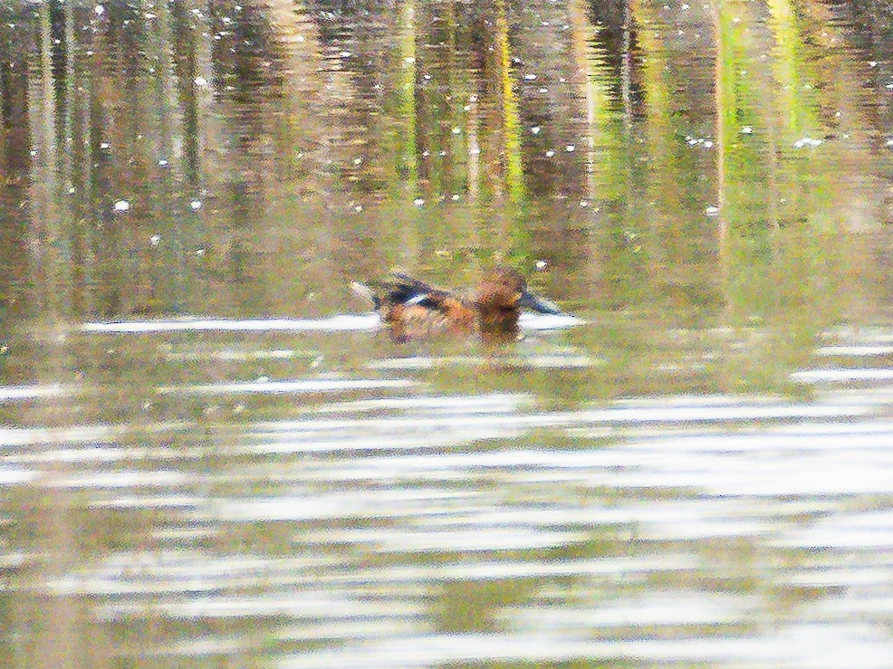 Cinnamon Teal - ML638389434