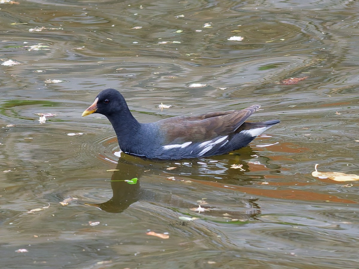 Eurasian Moorhen - ML638389436